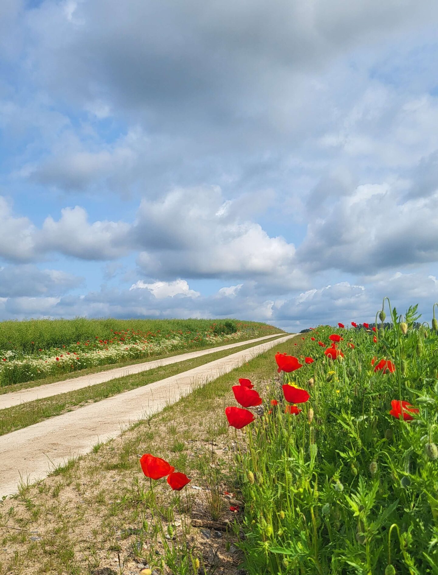 Landweg irgendwo in Mecklenburg Vorpommern